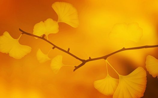 单味苦楝子油膏治秃疮可生新发