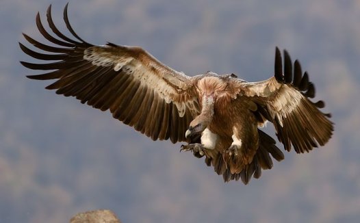 治食管癌效方荟萃