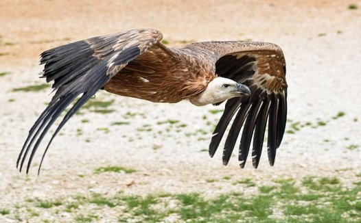 治胃癌效方荟萃