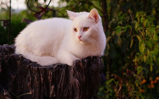 首重辨病，随症选药