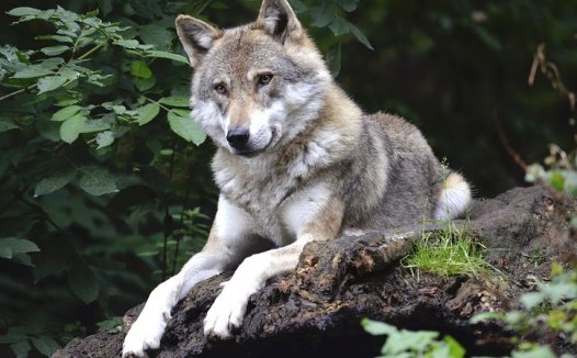 痰热内阻夹瘀血,通脉更合小陷胸