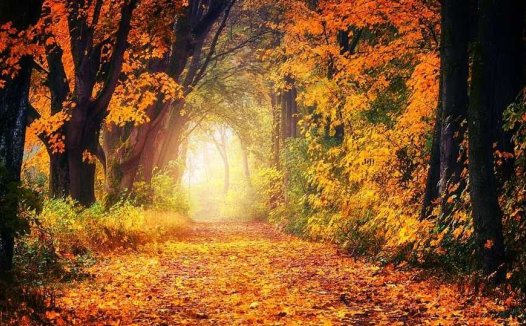 羊肉粥的营养价值