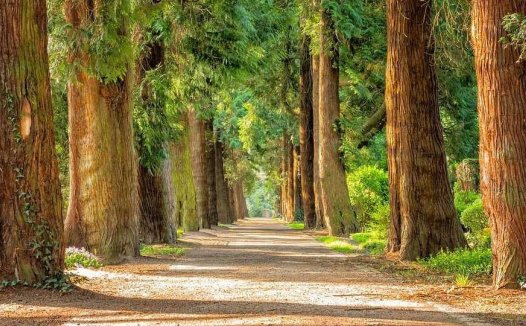 辨中风证分两型，起痿废虫药助功