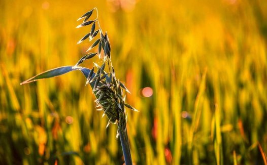 温中益脾饼，养阴山药粥