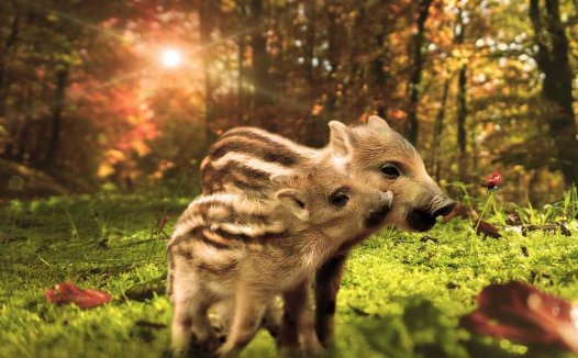 牙痛的穴位按摩疗法