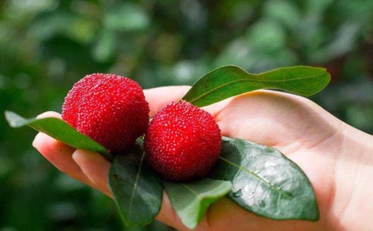 实火宜泄宜折，虚火宜养宜潜