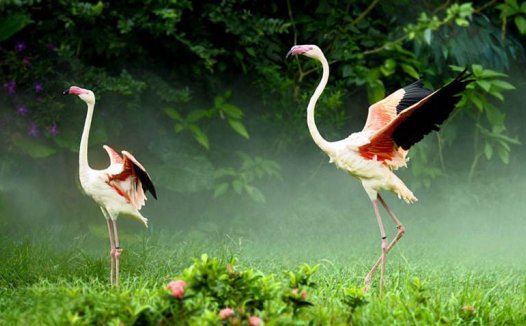 静以制动，芍牡丹草