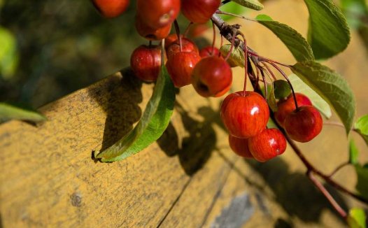 少林八仙酒的实用功效
