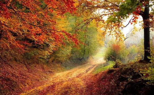 详审舌脉症,随病之攸利