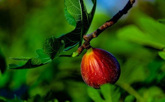 健脾利湿,久泻不可偏执;补火调肝,入微方臻化境