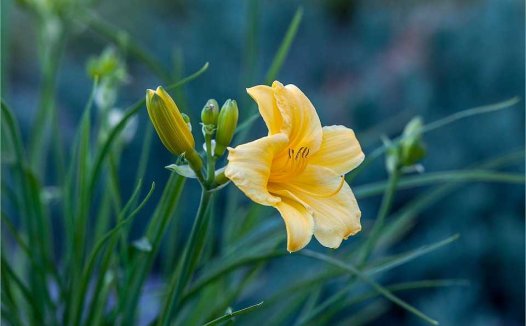 月见草有什么副作用？