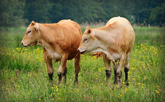 九里香的功效与作用