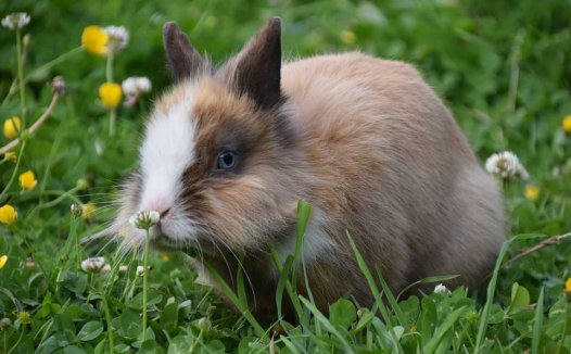 芹菜叶子能吃吗?