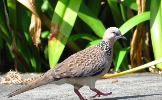 全国名老中医治冠心病秘方