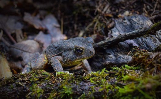 陈皮酒的功效及做法