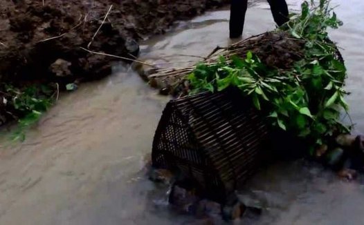 红豆陈皮汤的功效及做法