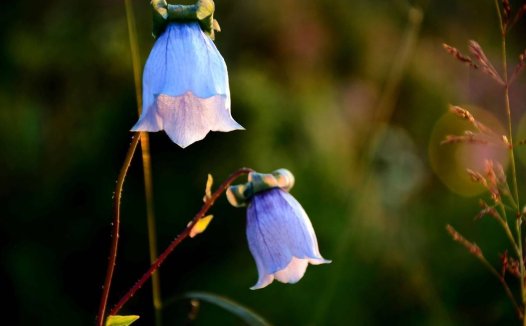 治白血病秘方续集