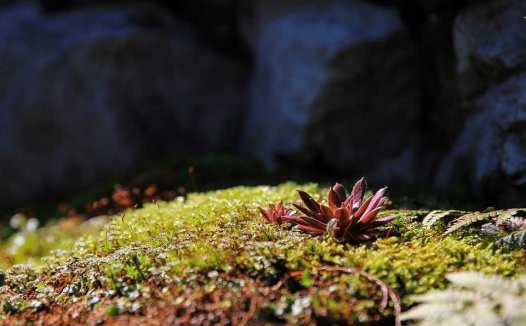 螃蟹和红薯能一起吃吗?
