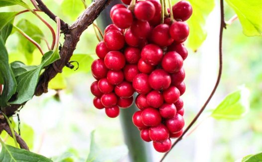 红薯和山药能一起吃吗?