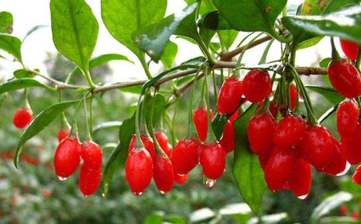 薏苡附子败酱散