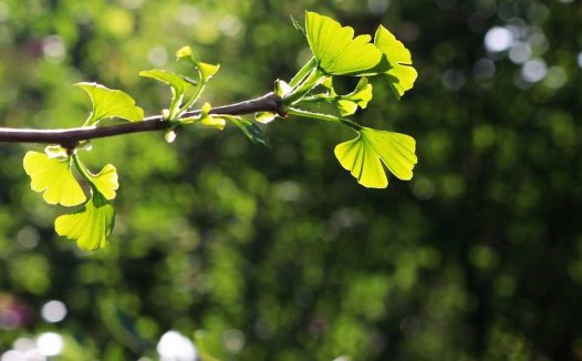 全国名老中医治风寒湿痹秘方