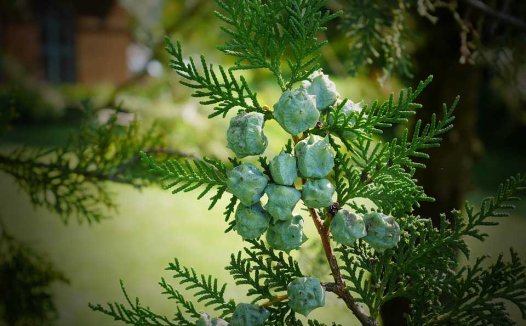 桑叶泡水喝的功效