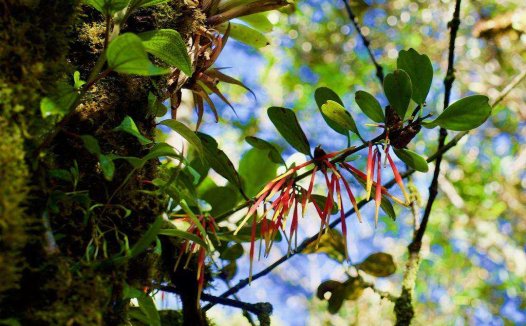 桑叶洗头的功效与作用及注意事项