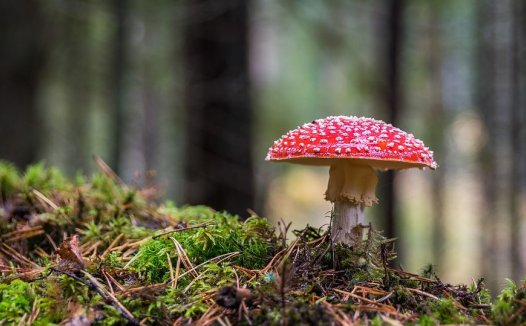 芹菜的功效与作用及食用方法