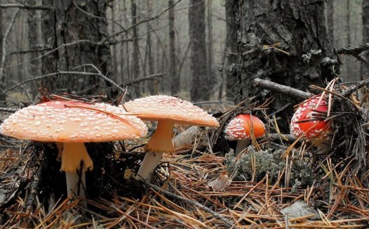 泄泻（肠炎）验方秘方