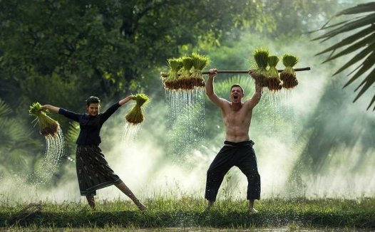 西瓜的营养价值