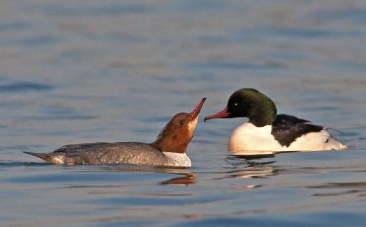 凉拌蕨菜的功效及做法