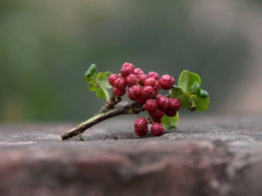 治疗自汗、盗汗的单方验方