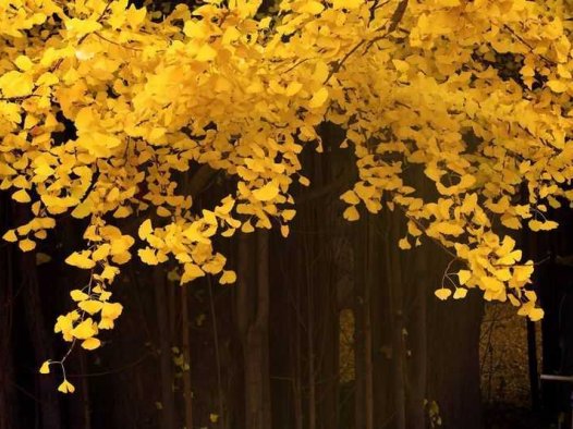 桂圆皮的功效与作用