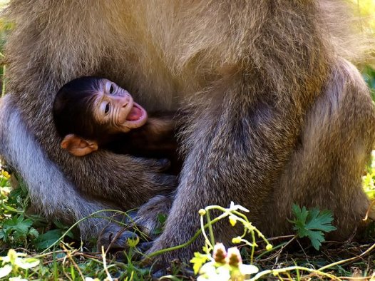 护心主生脉,宁悸重桂枝
