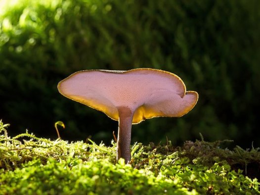 鹤膝效方“四神煎”