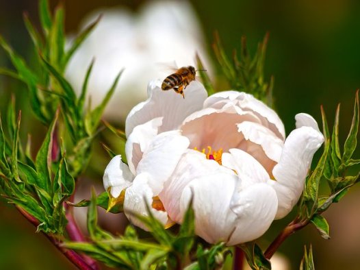 桂圆花生汤的营养价值
