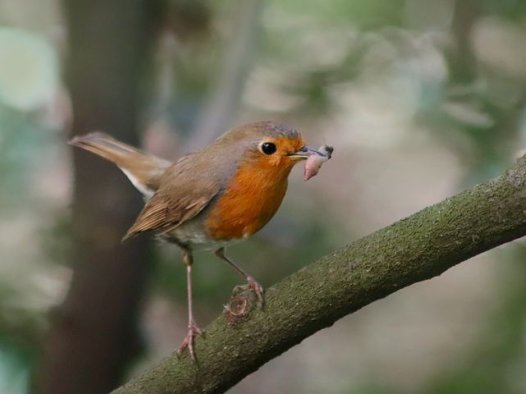 桂圆红枣枸杞茶的做法