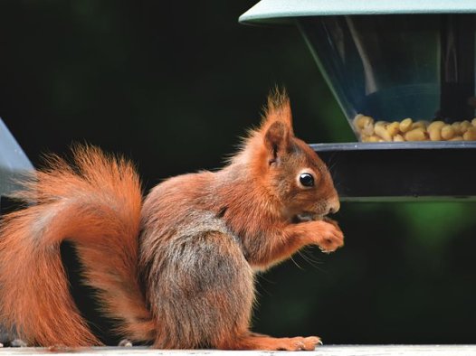 桂圆百合的营养价值