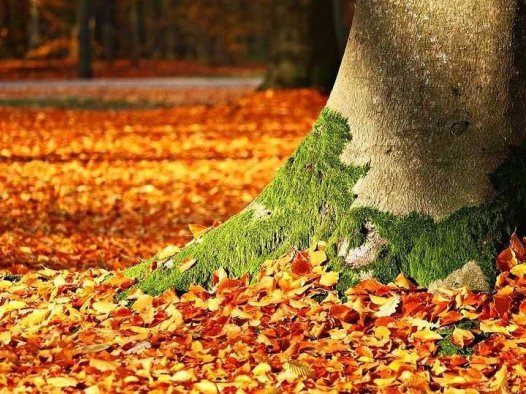 治痹需重剂,用法宜细究