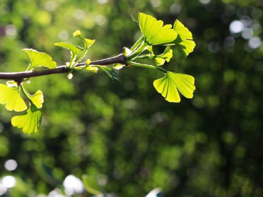 燕妮的灸疗方案(31/01/2024)