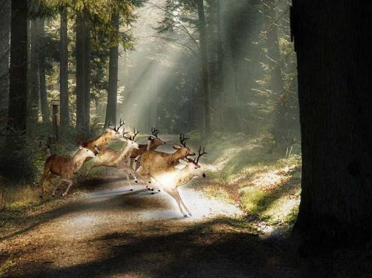 燕妮的灸疗方案（06/12/2023）