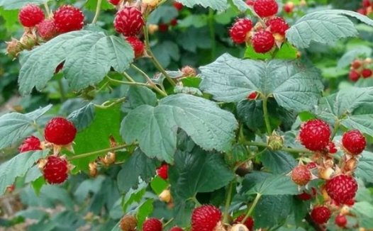 五子衍宗丸的来源与功效以及现代临床分析