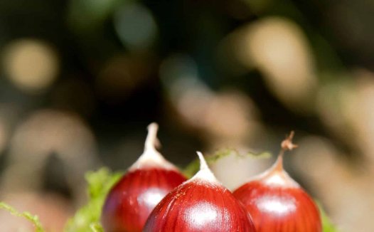 一个专治筋骨痹证的熨法配方贡献给大家