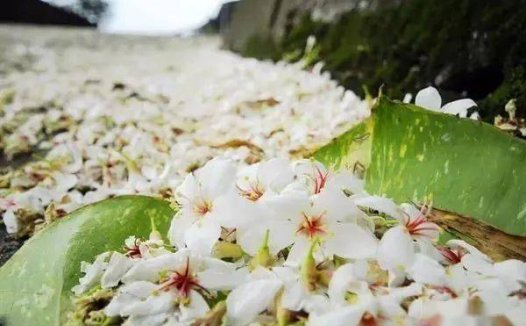 艾灸治白癜风方案